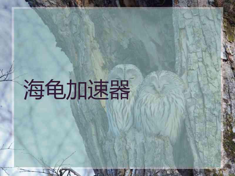 海龟加速器